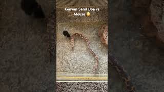 My Kenyan Sand Boa eating a mouse She’s picky and wants live food snakes [upl. by Nnylirej]