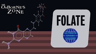 Ultimate Crash Course on Folate Vitamin B9  Dr Osbornes Zone [upl. by Hewitt]