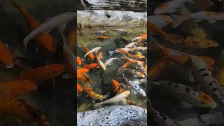 Beautiful colored fishes wildlife underwaterworld seafood fish loveanimals viralshorts water [upl. by Arley]