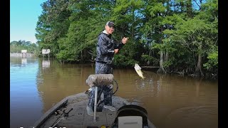 Louisiana River Bass Fishing May 2019 [upl. by Yecram]