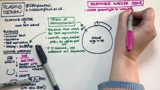 Plasmid design bacterial expression vector [upl. by Handler]