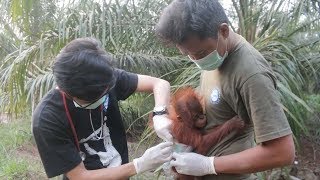 Adorable Baby Orangutan Rescued [upl. by Akenor687]