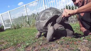 Fun with Godzilla my Aldabra Pet Tortoise [upl. by Jeannine]