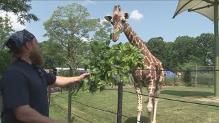 Buffalo Zoo celebrates World Giraffe day and opening night of Zoomagination [upl. by Asial]