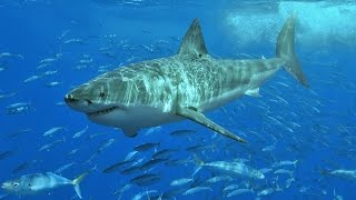 Armorlike shark skin may offer defense from superbugs [upl. by Doroteya]