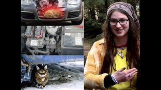 Snowbird Brown shares about how to protect cats in winter [upl. by Adnawaj592]