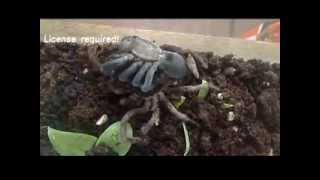 Australian Bird Eating Spider [upl. by Llertal]