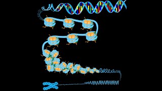 The Structure of DNA and Chromatin in Eukaryotic Cells [upl. by Alleris]