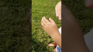 Correct handling of stick insects  phasmid pets  childreninnature [upl. by Ytrebil]