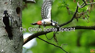 De Grote bonte specht [upl. by Mrots751]