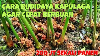 CARA BUDIDAYA KAPULAGA  AGAR CEPAT BERBUAH PETANI KAPULAGA BISA MERAUP 200 JUTA SEKALI PANEN [upl. by Natividad378]