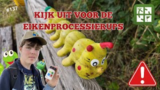 KIJK UIT VOOR DE EIKENPROCESSIERUPS HEBBES 137 [upl. by Sean]