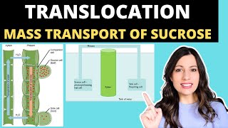 TRANSLOCATION OF SUCROSE Alevel Biology mass flow hypothesis in plants and structure of the phloem [upl. by Owiat781]