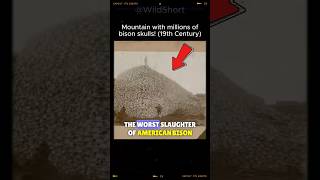 ⚠️American BISON Almost Became EXTINCT 🦬 bison shorts [upl. by Lucho730]