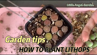 How to plant Lithops  Cách trồng sen mông [upl. by Ainedrag56]