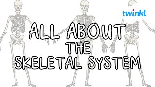 All About the Skeletal System  Skeleton for Kids  How do bones work  Twinkl USA [upl. by Leona847]