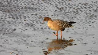 Pinkfooted Goose Montrose Basin looks to have avian flu [upl. by Fesoj749]