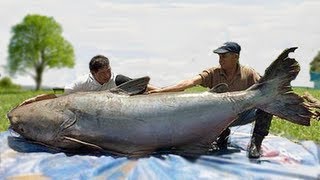 WORLDS BIGGEST CATFISH CATCHES [upl. by Lalise]