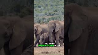 Explore the World of Gentle Giants Amazing Facts About Elephants [upl. by Ynagoham]