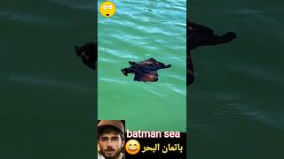 batman sea its a black sea rabbit  aplysia fasciata  أرنب أسود يعيش في البحر animals shorts [upl. by Orlando]