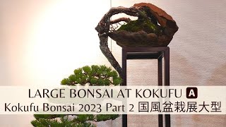 Kokufu Large Bonsai Section in 2023 Part 2 A 第97回国風盆栽展前期大物盆栽 [upl. by Eetnod67]