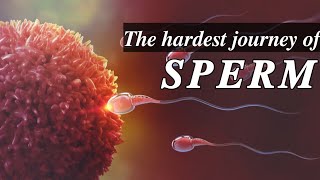 How baby is formed Sperm journey into a egg  Fertilization process in a female reproductive organ [upl. by Drhacir]