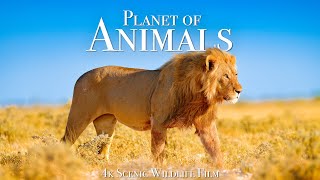 Animal Planet 4K  Scenic Wildlife Film With Inspiring Music [upl. by Anev]