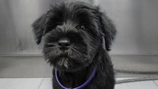 Sweet Miniature Schnauzer puppy gets her first spa day [upl. by Edita]