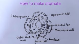 how to draw stomata drawing class 10 open stomatal pore artwithsejaltripathi1579 [upl. by Madai493]