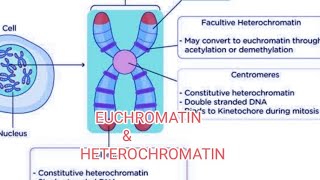 EUCHROMATIN amp HETEROCHROMATIN [upl. by Holden549]