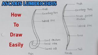 How to draw Ascaris lumbricoidis step by step  Ascaris diagram Male and Female  ascaris diagram [upl. by Eelyab]