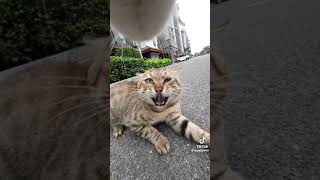 This camera catches an intense CAT screeching contest Play to make your cats watch [upl. by Atram]