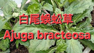 白尾蜈蚣草 Ajuga bracteosa [upl. by Ymaral]