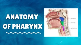 Introduction to Anatomy of Pharynx [upl. by Ardnajela]