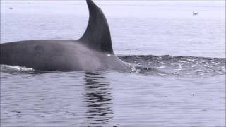 orca breaching right beside kayaker [upl. by Alithia341]