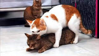 Mating cats with original sound PART 2 🐾 [upl. by Intosh]