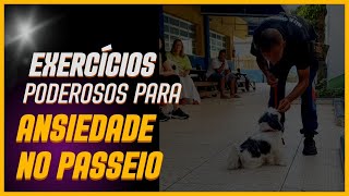 ESSES EXERCÍCIOS VÃO DEIXAR SEU CACHORRO MAIS CALMO NO PASSEIO 💪🏾🔥 [upl. by Hammel821]