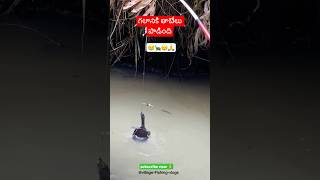 FIRST TIME గలానికి తాబేలు పాడింది🐢😱fishing fish villagevlog tortoise fishing tips ytshorts [upl. by Adnylg965]