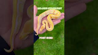 MOJAVE STARBURST BALL PYTHON PRE SHED VS POST SHED🔥 [upl. by March]