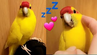 Sleepy kakariki allows me to pet him 🐥💤 [upl. by Bucky]