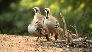 Chukar חוגלת סלעים [upl. by Estrella290]