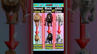 Normal lions Vs white lions Vs Black lions ❓ ll viralshort comparison [upl. by Hepsibah]