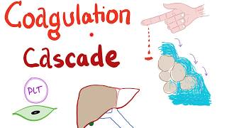 The Coagulation Cascade  Intrinsic amp Extrinsic Most COMPREHENSIVE Explanation  Hematology [upl. by Adnahc200]