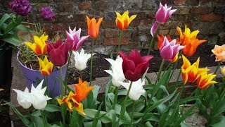 Garden Spring Tulips Narcissus Daffodils Crocus Brodiaea Anemones Muscari Chionodoxa [upl. by Clarey]