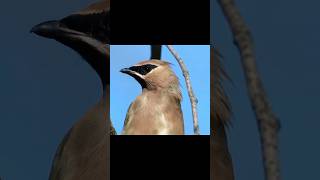 CEDAR WAXWING CLOSEUP shorts youtube trending birds waxwing song cute beast cedar [upl. by Beedon]