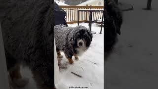 Top 5 Reasons Why You Shouldnt Get A Bernese Mountain Dog [upl. by Atinna]