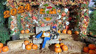 LIVE OAK CANYON PUMPKIN PATCH 2024 [upl. by Aninotna376]