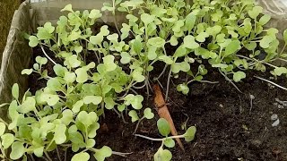 BEST WAY OF GROWING PETSAY PECHAY OR BOK CHOY FROM SEEDS [upl. by Seavir]