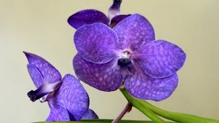 My Vanda Collection amp Some Notes on Care [upl. by Ernest397]