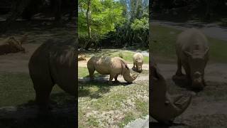 Kilimanjaro Safaris Animal Kingdom White Rhinos [upl. by Yetsirhc726]